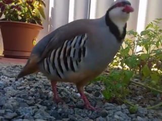 ویدئو :   کبک های خانگی