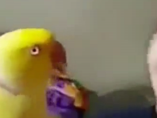 ویدئو :  طوطی باحال و مهربون