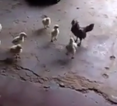 ویدئو :   شجاع ترین جوجه جهان