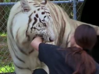 ویدئو :  نزدیک ترین فاصله ممکن با حیوانات وحشی | ببر 2