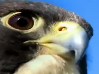 ویدئو :  شکار کبوتر توسط شاهین