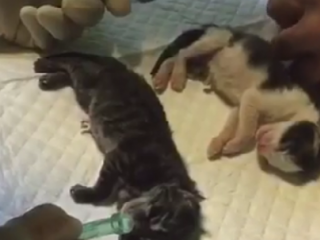 ویدئو :   تولد 4 توله گربه زیبا در سال نو