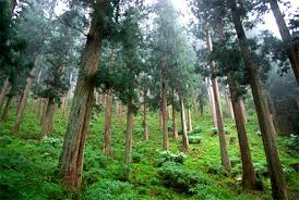 ویدئو :  تکنولوژی جالب برای جابجایی درختان