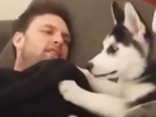 ویدئو :  بحث توله سگ هاسکی با صاحبش