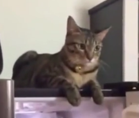 ویدئو :   مجموعه کلیپ های باحال و خنده دار 1