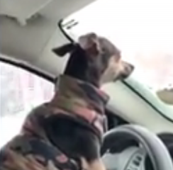 ویدئو :  بامزه ترین ها