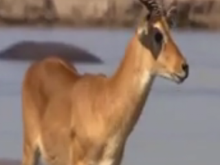 ویدئو :  به این میگن فرار بزرگ