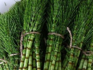 خواص دم اسبی ، جلوگیری از سرطان و درمان دیابت