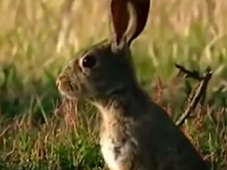 ویدئو :   عقاب طلایی در شکار خرگوش