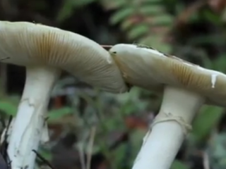 ویدئو :   همه چیز درباره قارچ های سمی مرگبار در ایران!