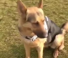 ویدئو :  تیدا باهوش ترین سگ ایران