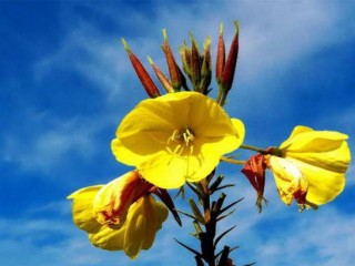 روغن و کپسول گل مغربی از فواید تا نحوه مصرف