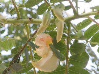 مضرات و خواص گیاه ناخنک را بشناسیم
