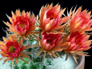 ویدئو :  تایم لپس دیدنی از باز شدن گل های کاکتوس رنگارنگ