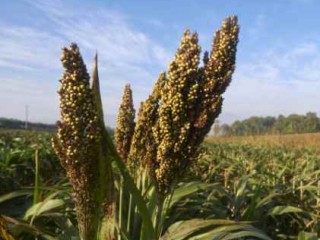 آشنایی با خواص بینظیر ذرت خوشهای در طب سنتی