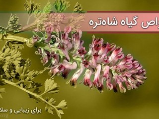 خواص عرق شاتره و دمنوش شاتره برای سلامتی بدن