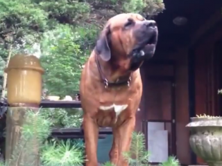 ویدئو :   سگهای مورد علاقه گروهای مافیایی