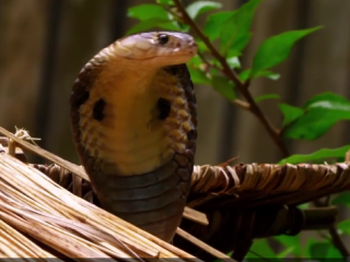 ویدئو :  لحظات زیبا از حیات وحش _ویدیو HD