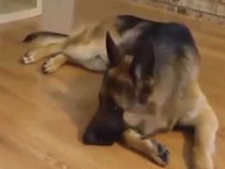 ویدئو :  سگ نگهبان | ژرمن شپرد