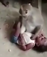 ویدئو :   حمله وحشیانه میمون برای سرقت کودک و مبارزه با روستائیان