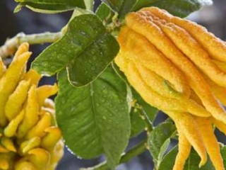 هر آنچه باید از خواص شگفتآور دست بودا بدانیم