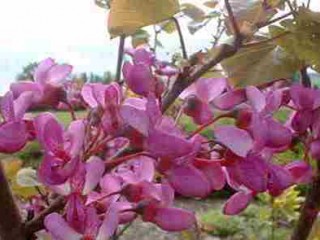 خواص گل ارغوان، از درمان بیماریهای مثانه تا ترمیم جراحت