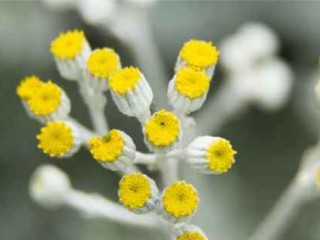 بررسی موارد استفاده از گل بی مرگ در طب سنتی