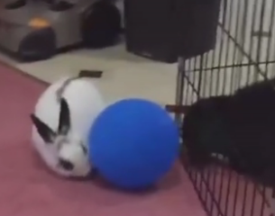 ويديو از چندتا خرگوش بامزه