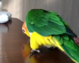 ویدئو :  طوطی های باهوش