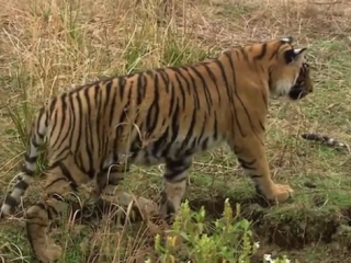 ویدئو :  مستند مشهورترین ببر جهان با دوبله فارس