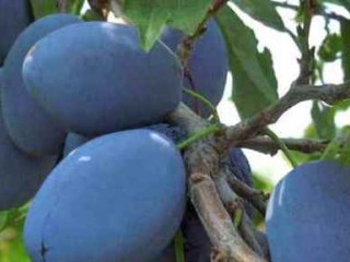 آلو بخارایی و بررسی برخی از خواص مهم آن