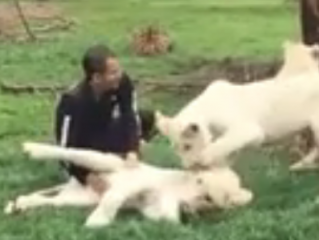 ویدئو :   دفاع ببر وحشی از مرد جوان در مقابل حمله یوزپلنگ