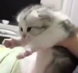 ویدئو :  وایی بچه شو میخواد وایییی♥️♥️♥️♥️♥️♥️