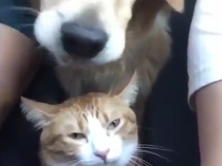 گربه های بانمک