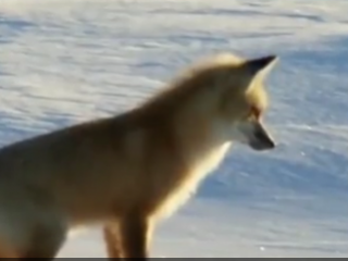 ویدئو:   روش جالب و عجیب این روباه برای شکار کردن رو ببنید!!!