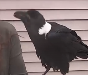 ویدئو :  وقتی کلاغ سیاه حرف می زند!