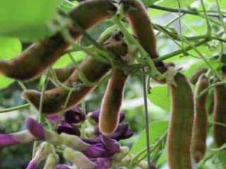 کنترل و درمان افسردگی با مصرف باقلا مخملی