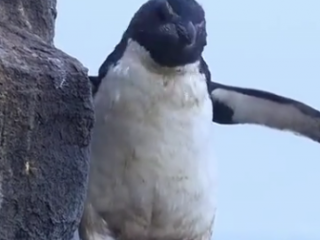 ویدئو :  شکارچیان بچه پنگوئن ها در اولین روز شنا آنها