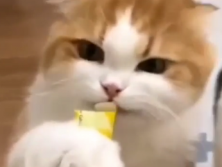 ویدئو :  دعوای جالب دو گربه برای خوردن غذا!