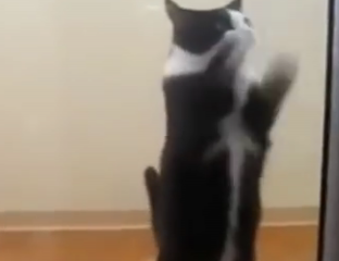 ویدئو : رقص گربه ها