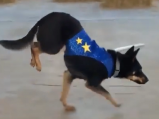 ویدئو : کارهای حیرت انگیز سگ ها