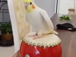 ویدئو :   فقط به دلبری این طوطی ها نگاه کنید!!!!