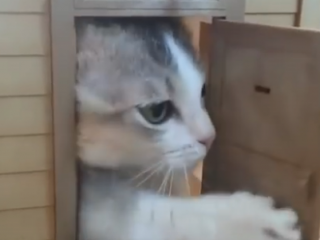 ویدئو :   مجموعه جدید کارهای ابر خنده دار حیوانات بامزه 2018