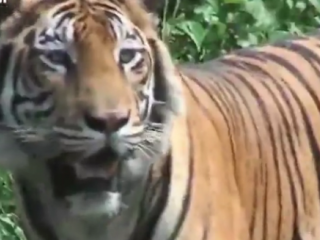 ویدئو :  دوستی با ببر ۱۷۰ کیلوگرمی