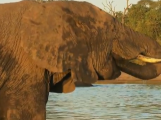 ویدئو :   ۱۸ حقیقت باورنکردنی درباره فیل ها