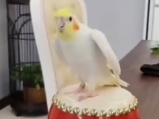 ویدئو :  فقط به دلبری های این طوطی ها نگاه کنید!