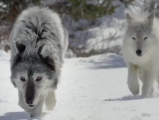 ویدئو :  شکار لحظه از شکار حیوانات وحشی