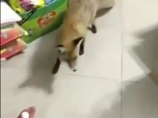 ویدئو :   روباهی در تهران که سهمیه اش را از بقالی می گیرد و می رود