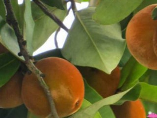 هر آنچه باید از خواص سیب مخملی بدانیم