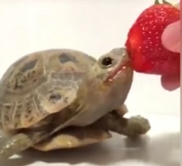 ویدئو :   لحظاتی سرگرم کننده و خنده دار از حیوانات بامزه